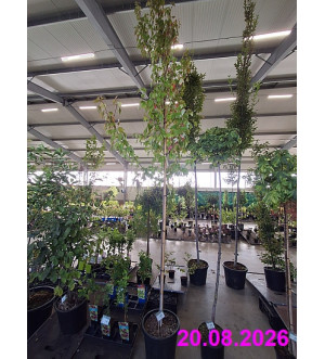 Acer rubrum 'Red Sunset' C 30 L